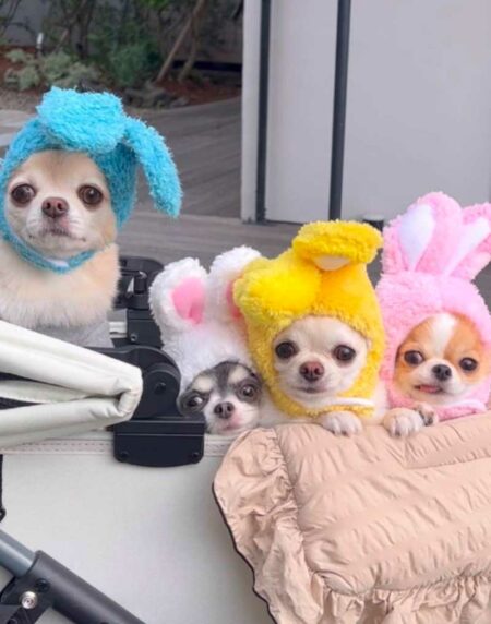 10 Reasons Why Your Childhood Pet Was Better Than Your Siblings