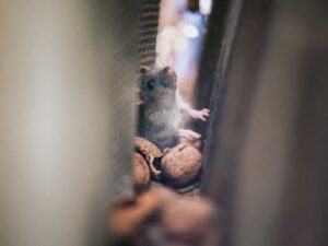 Noises In Your Home You Should Never Ignore
