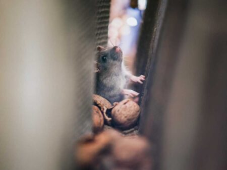Noises In Your Home You Should Never Ignore