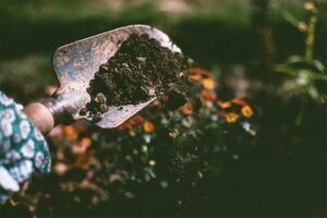 Why You Should Appreciate and Care for Your Garden