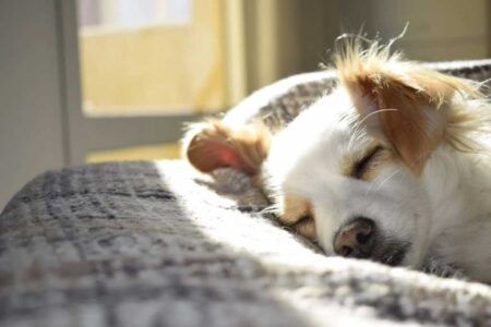 Creating a Cosy Cove for a Dog in a Small Flat