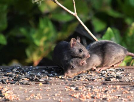 Ways to Keep Your Home Pest-Free This Fall