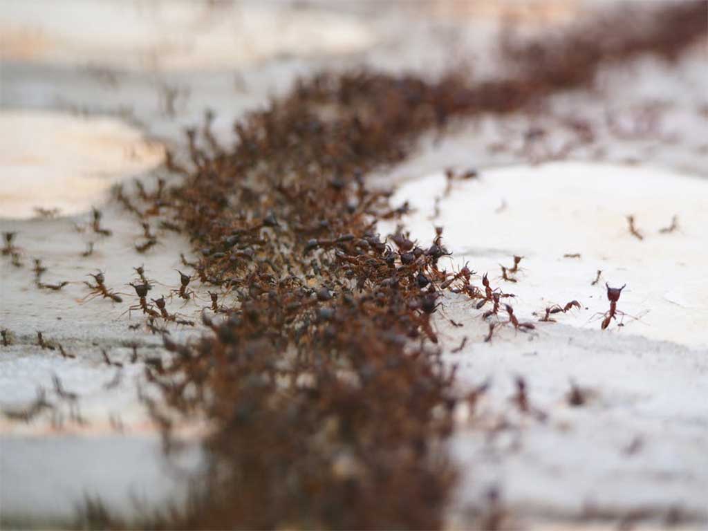 Pest Problems? Don't Panic!